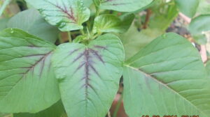 Bayam mengandung kalsium tinggi