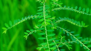 Manfaat daun Meniran