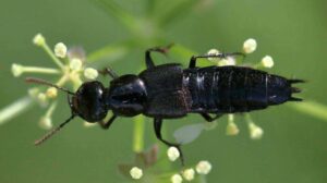 Minyak Tawon untuk Gigitan Tomcat