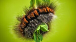 Minyak Tawon untuk Gatal Ulat Bulu