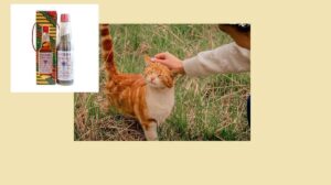 Minyak Tawon Untuk Kucing