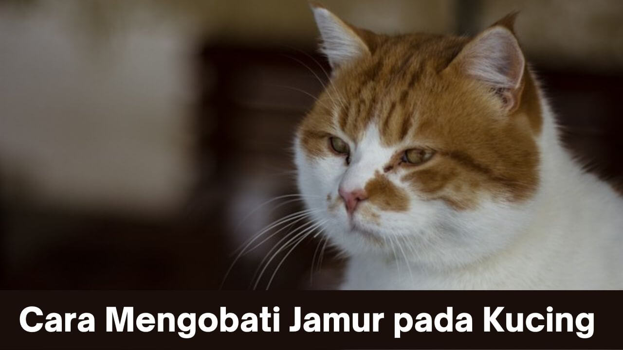 5 Cara Mengobati Jamur pada Kucing: Solusi Ampuh untuk Kesehatan Hewan Peliharaan Anda