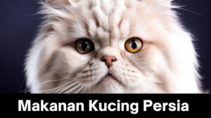 Makanan Kucing Persia