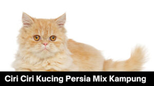 Ciri Ciri Kucing Persia Mix Kampung