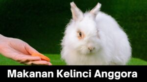 Makanan Kelinci Anggora