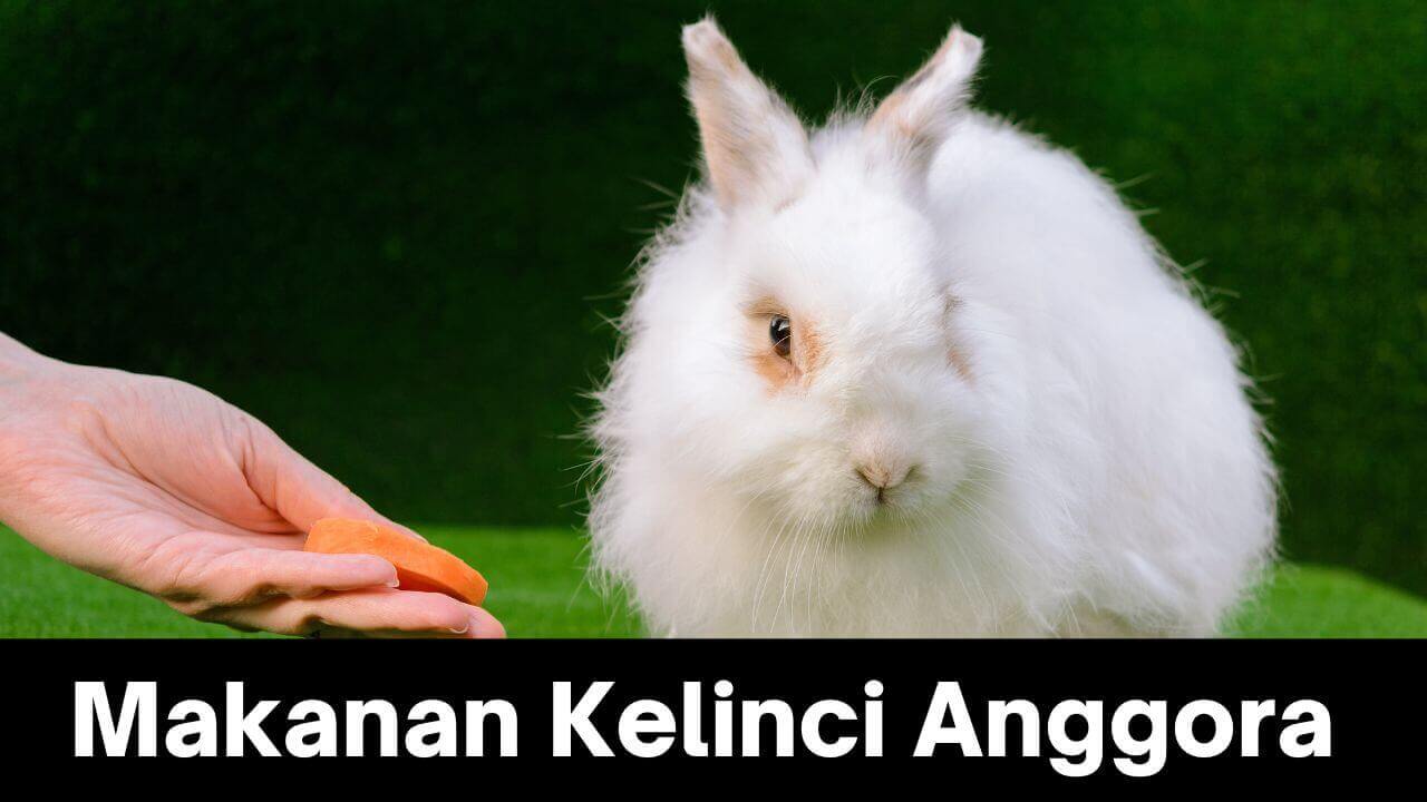 Cara Memilih Makanan Kelinci Anggora yang Tepat: Nutrisi untuk Bulu dan Kesehatannya