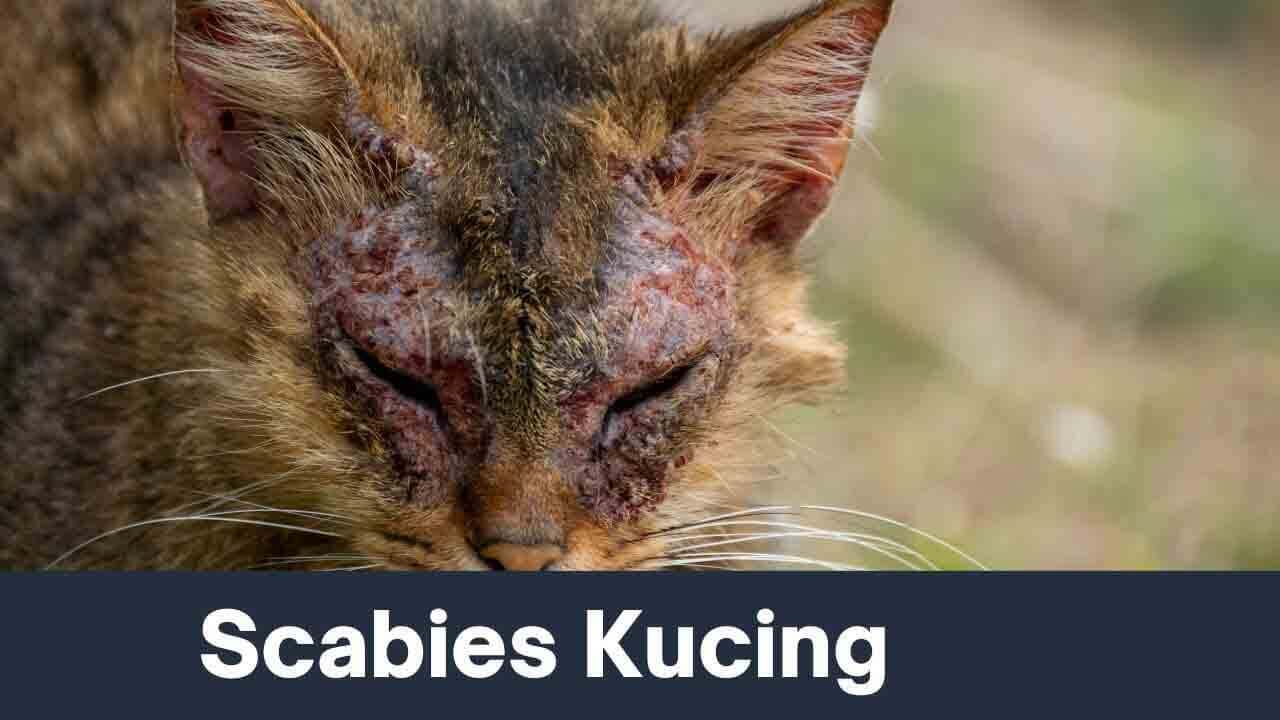 Scabies Kucing: Panduan Lengkap Mengatasi Penyakit Kulit yang Mengganggu Peliharaan Anda
