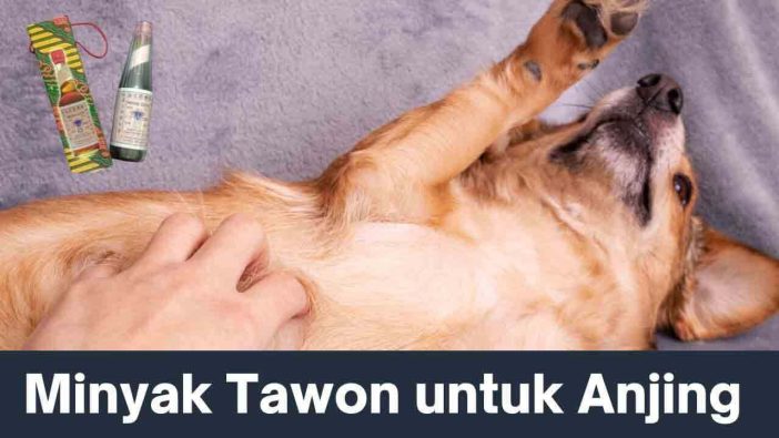 Minyak Tawon untuk Anjing